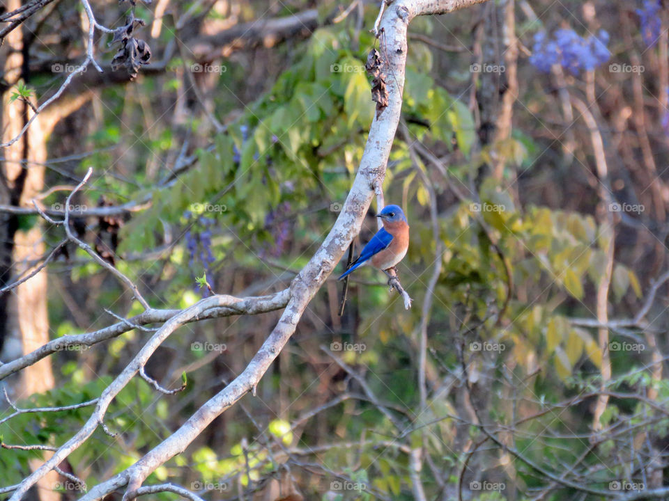 Eastern Bluebird