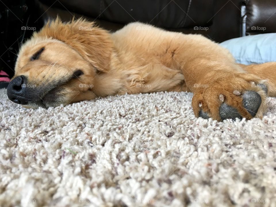 Puppy Darryl taking a snooze. 