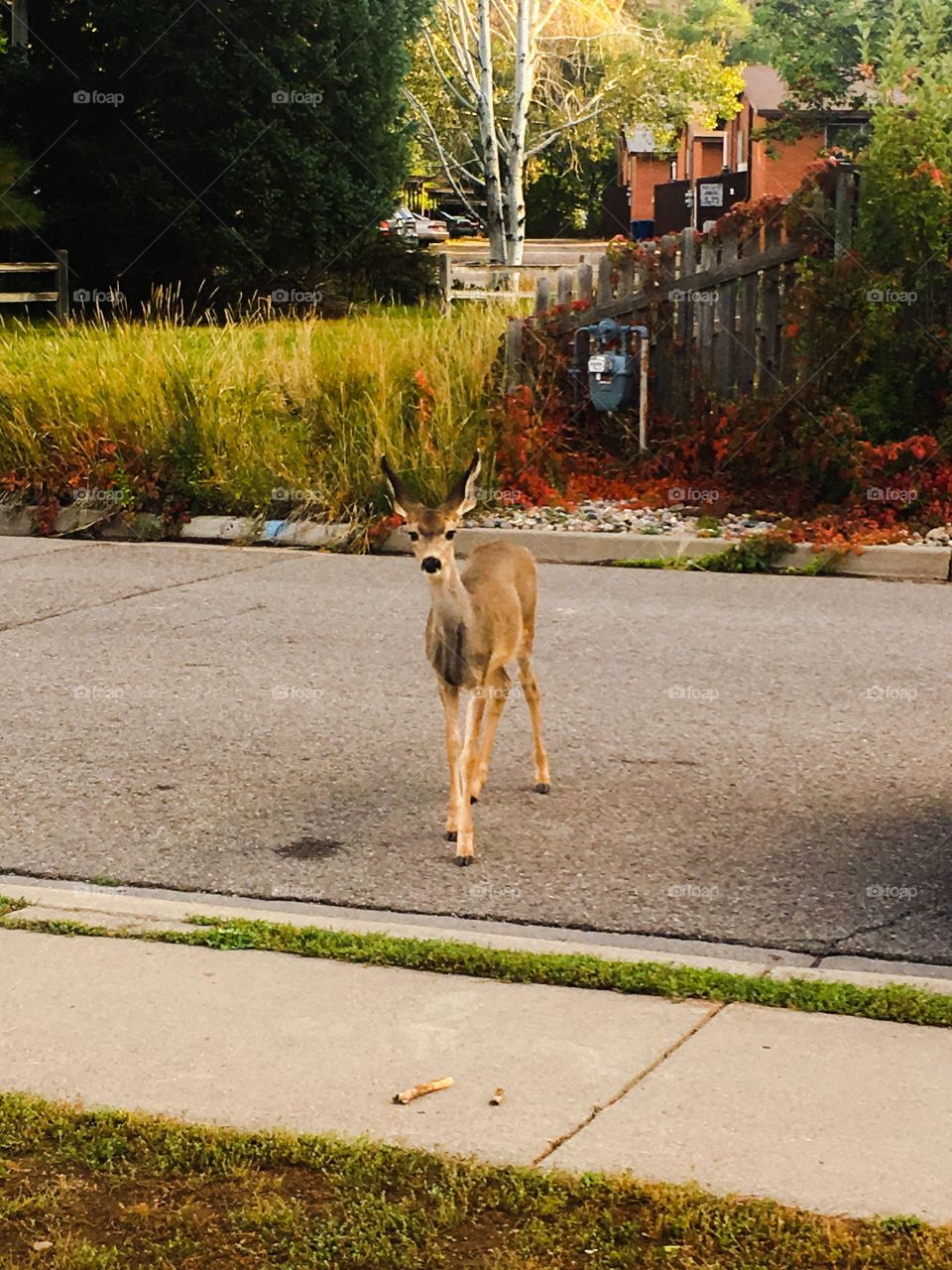 Deer in street