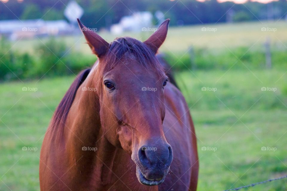 Portrait of a brown horse