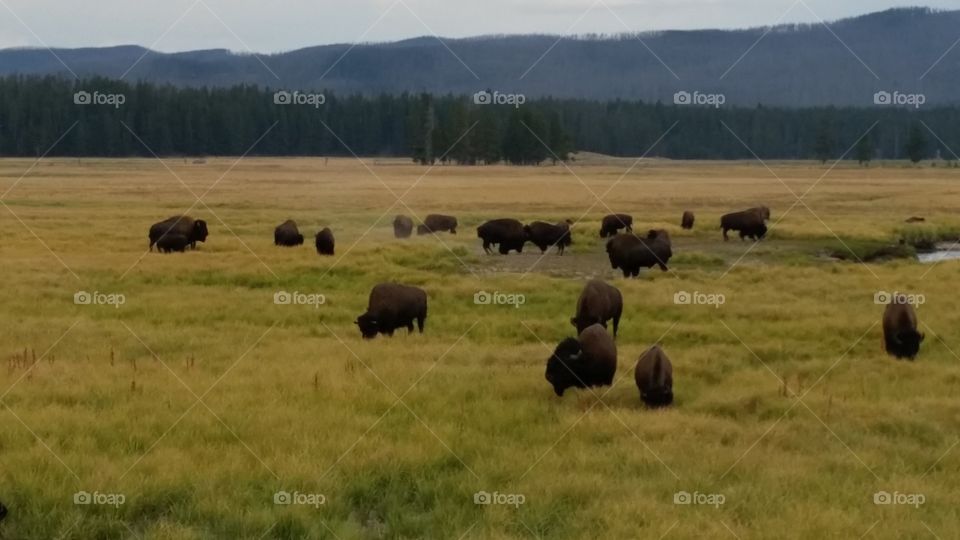 The Buffalo that live in Yellowstone National Park.