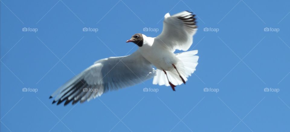 gulls over the river
