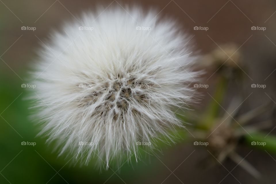 Close-up of dandelion flower in bloom