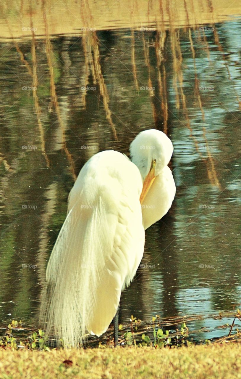 White egret