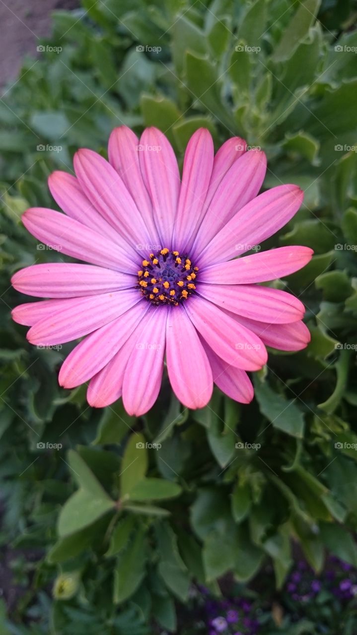 flower. pink/purple flower