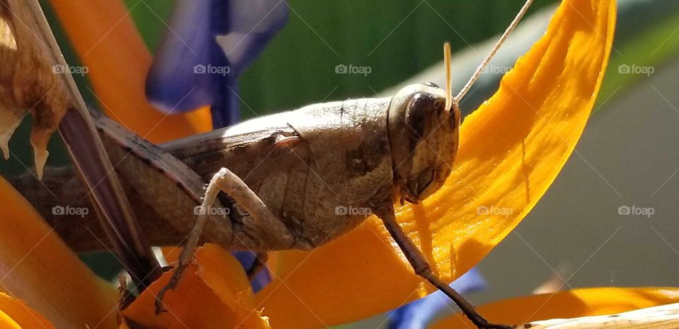 close up of grasshopper in Paradise
