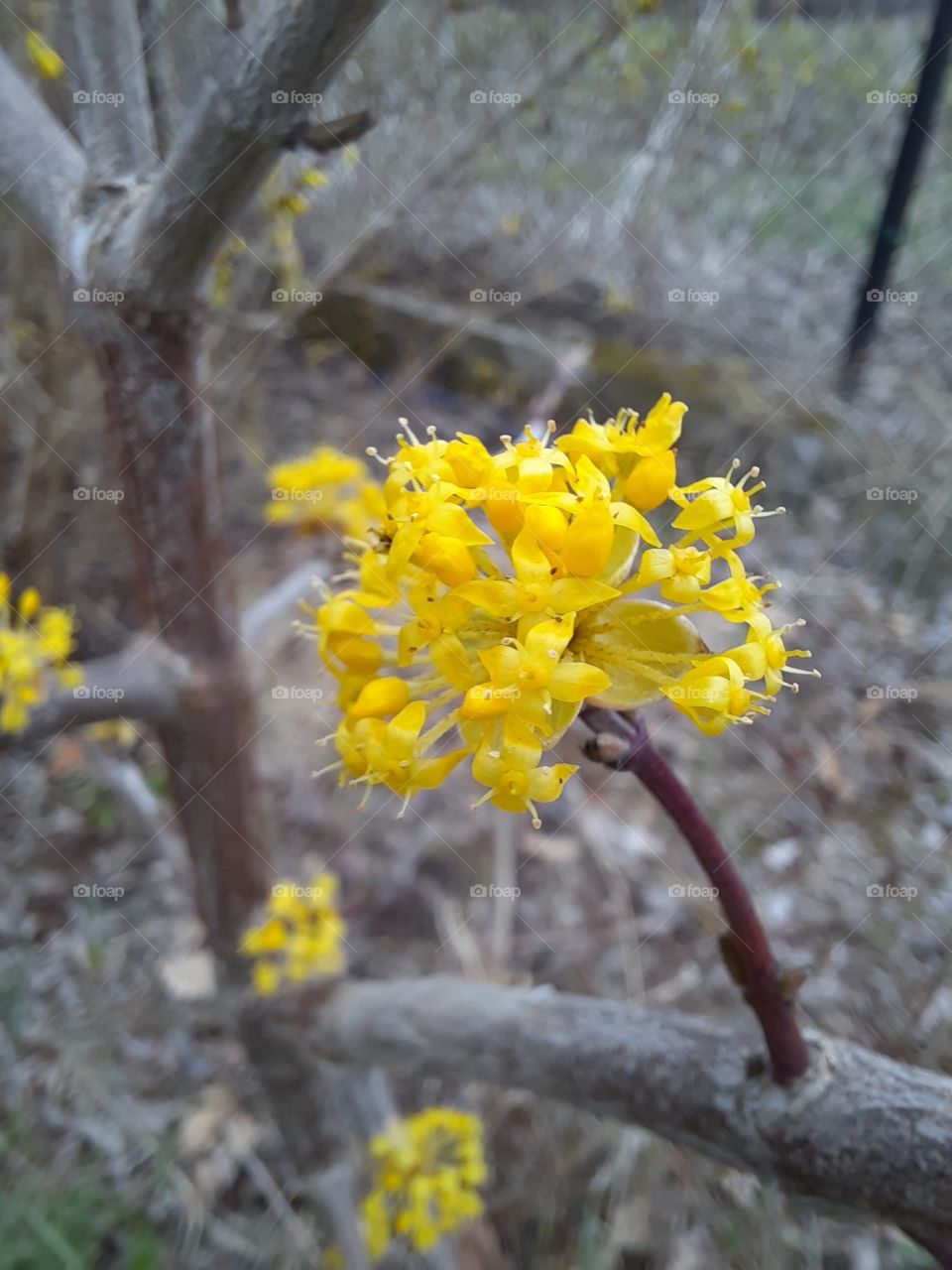 close-up of yellow  flowers of edible dogwood