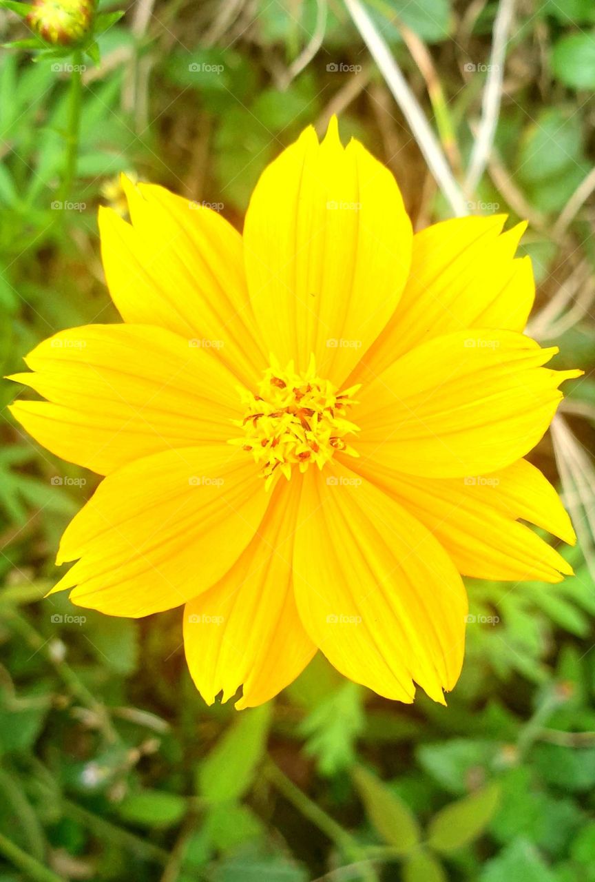 beautiful yellow flower with flash of light and great design