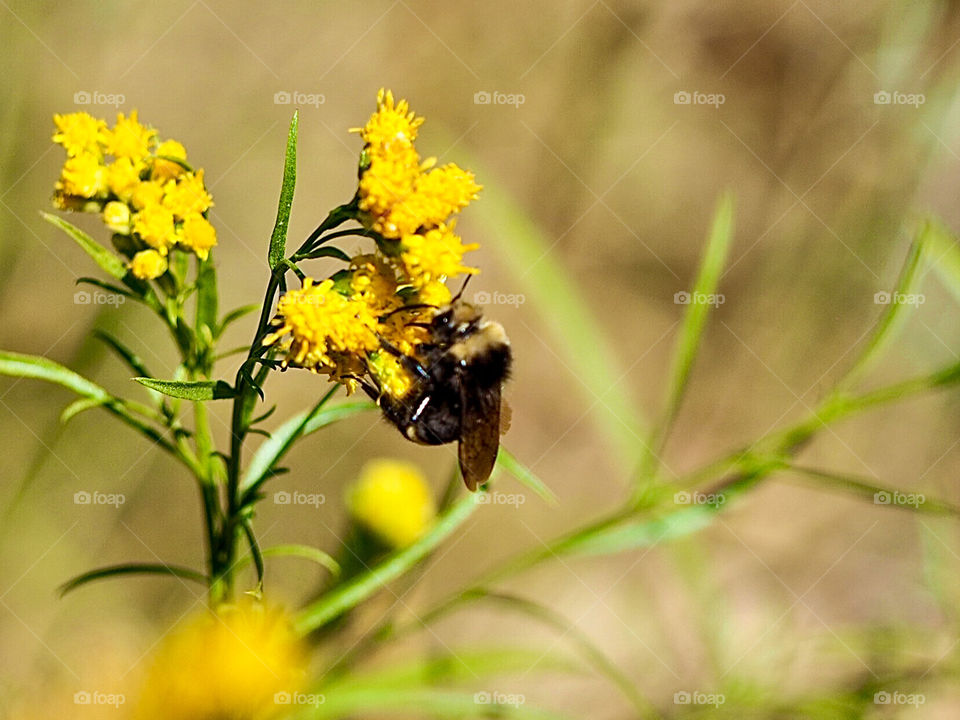A busy bumblebee lands on a dandelion flower to collect nectar and pollinate flowers during spring