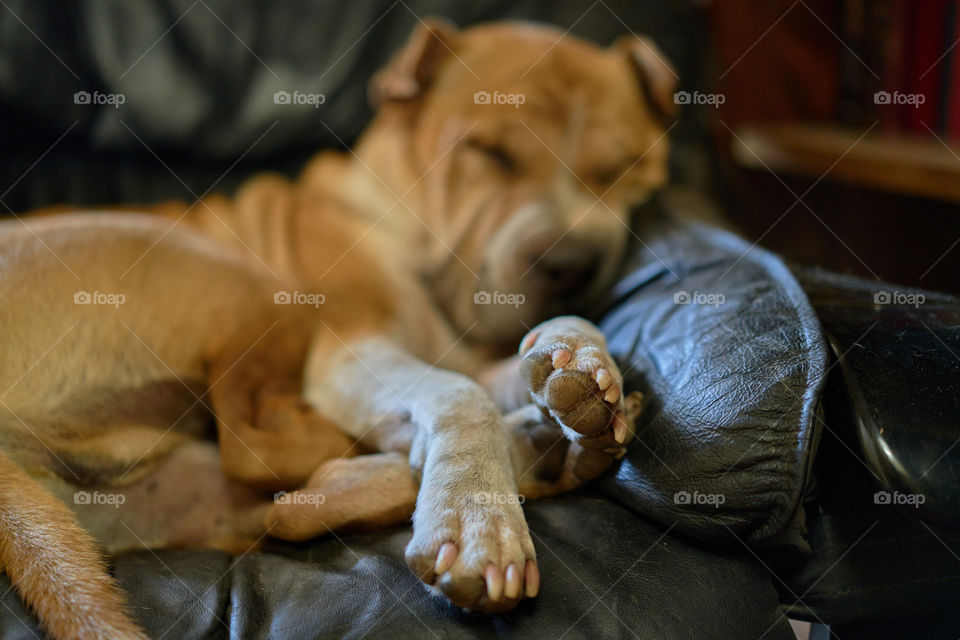 Big dog smaller armchair