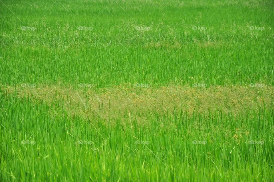 Rice field.