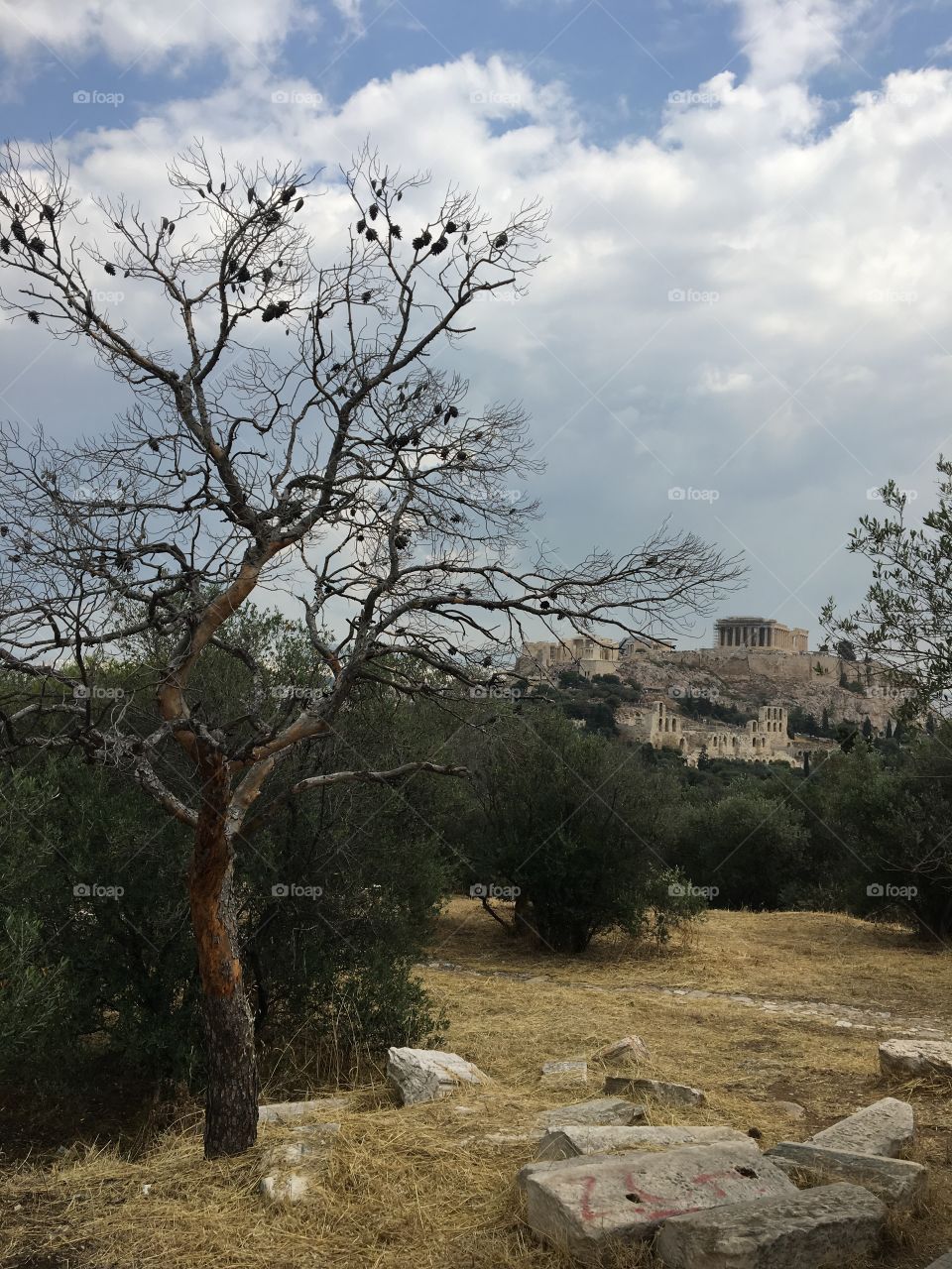 Dried tree and ancient ruins 