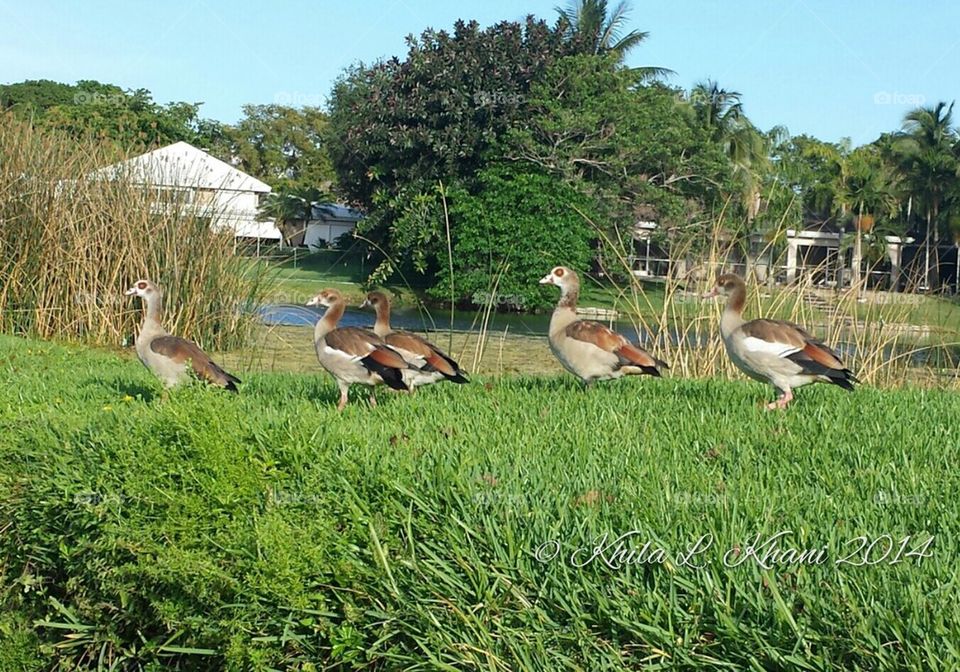 Family Fun Day with The Egygeese Family