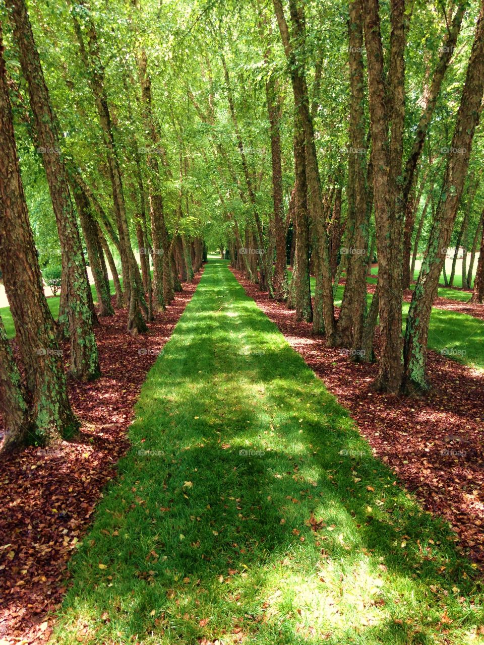 Greenery in the Forest