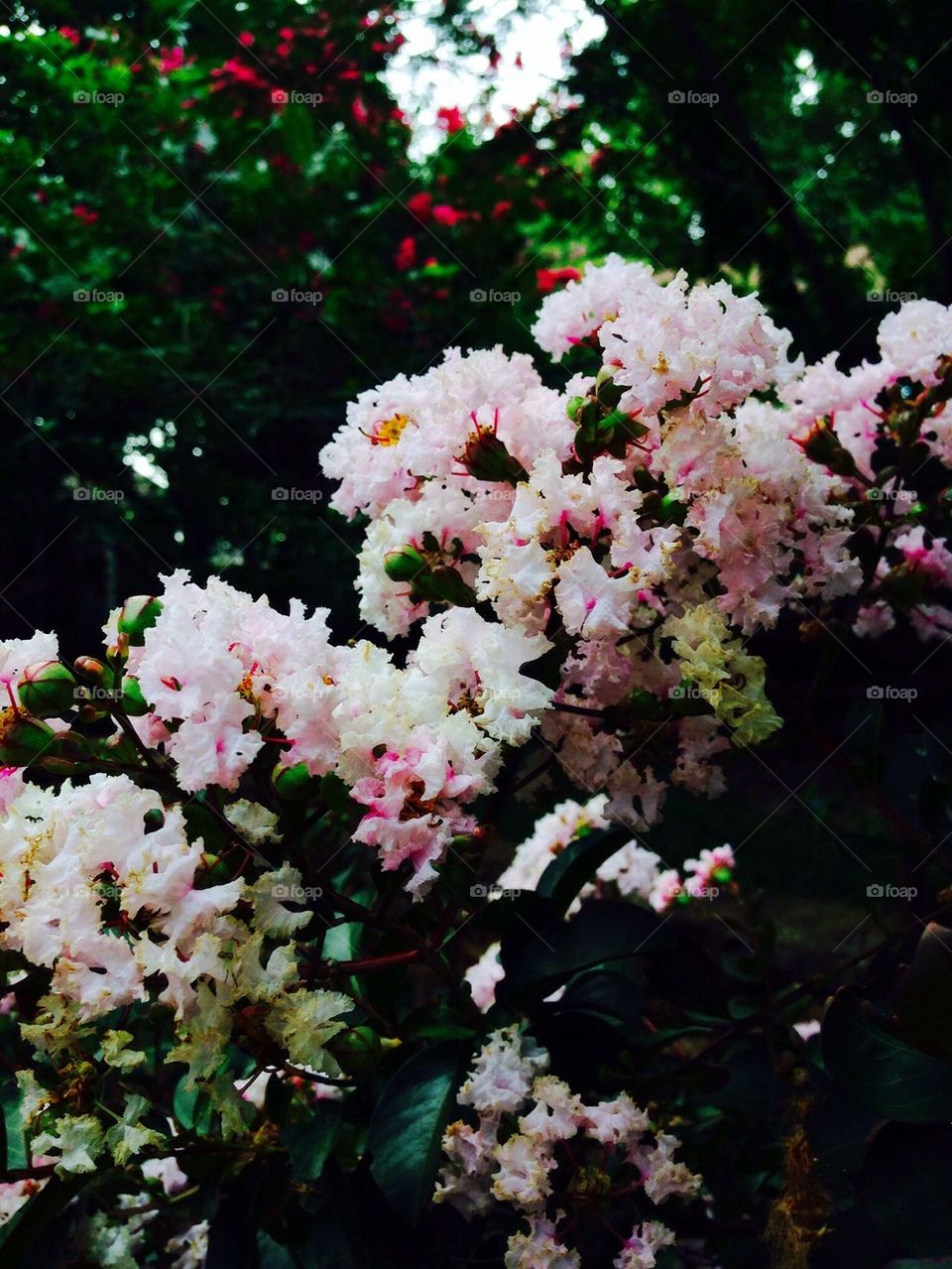 White Chocolate Crepe Myrtle