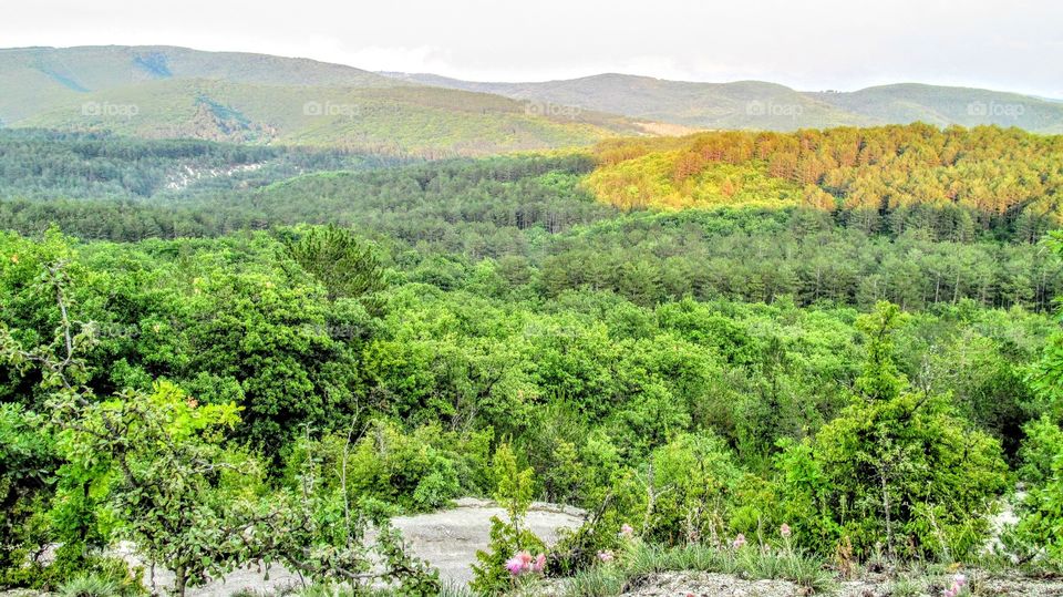 colors of mountains and forests