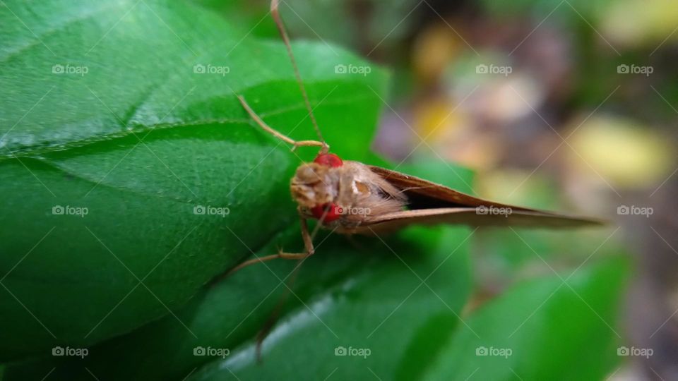 A beautiful butterfly with red eyes perched on a leaf