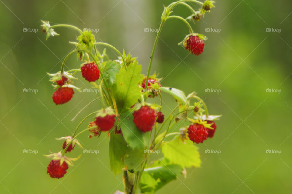Growing wild strawberry