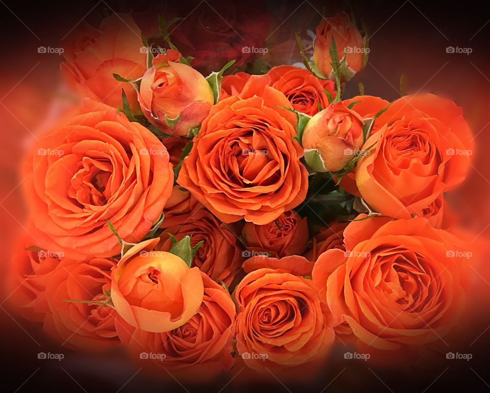 Orange roses