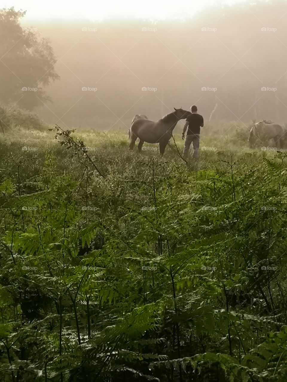 Man and wild horse