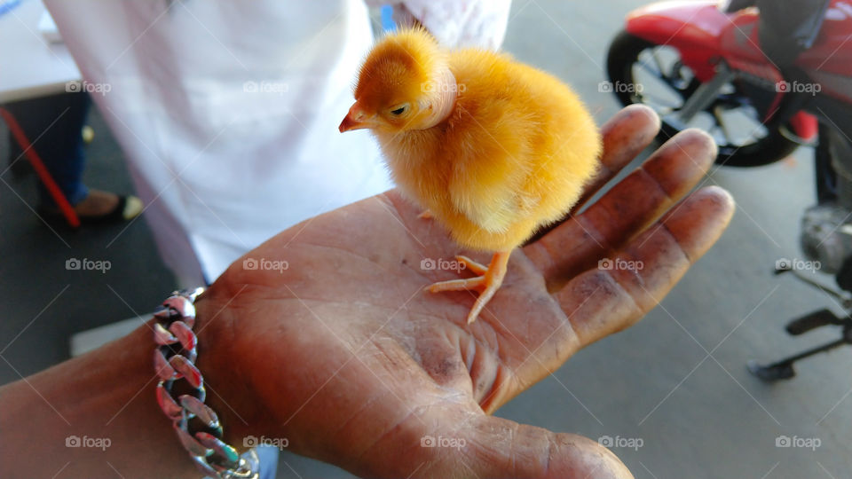 Um pintinho na mão de um cidadão.