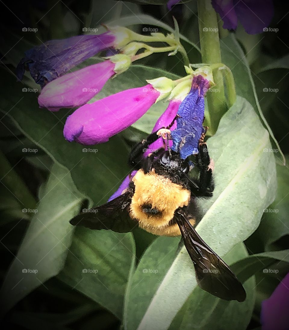 Giant bumblebee 