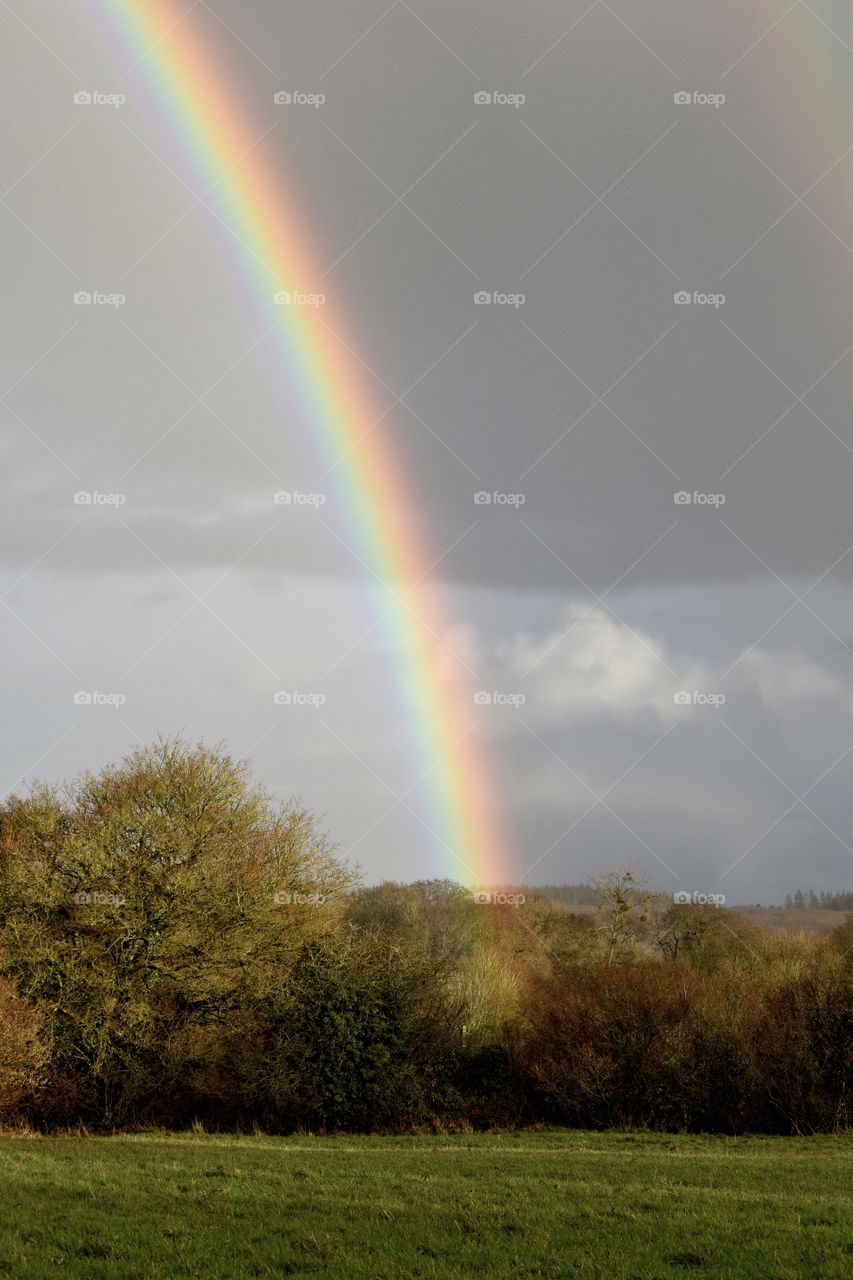 colorful rainbow beam over the winter forest