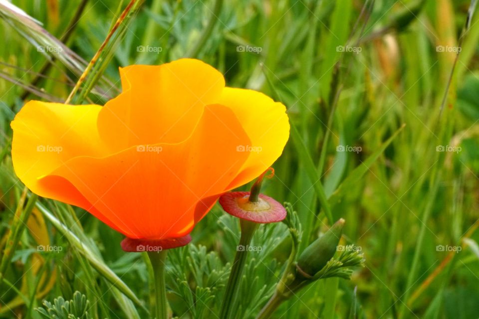 Orange Flower and Stem