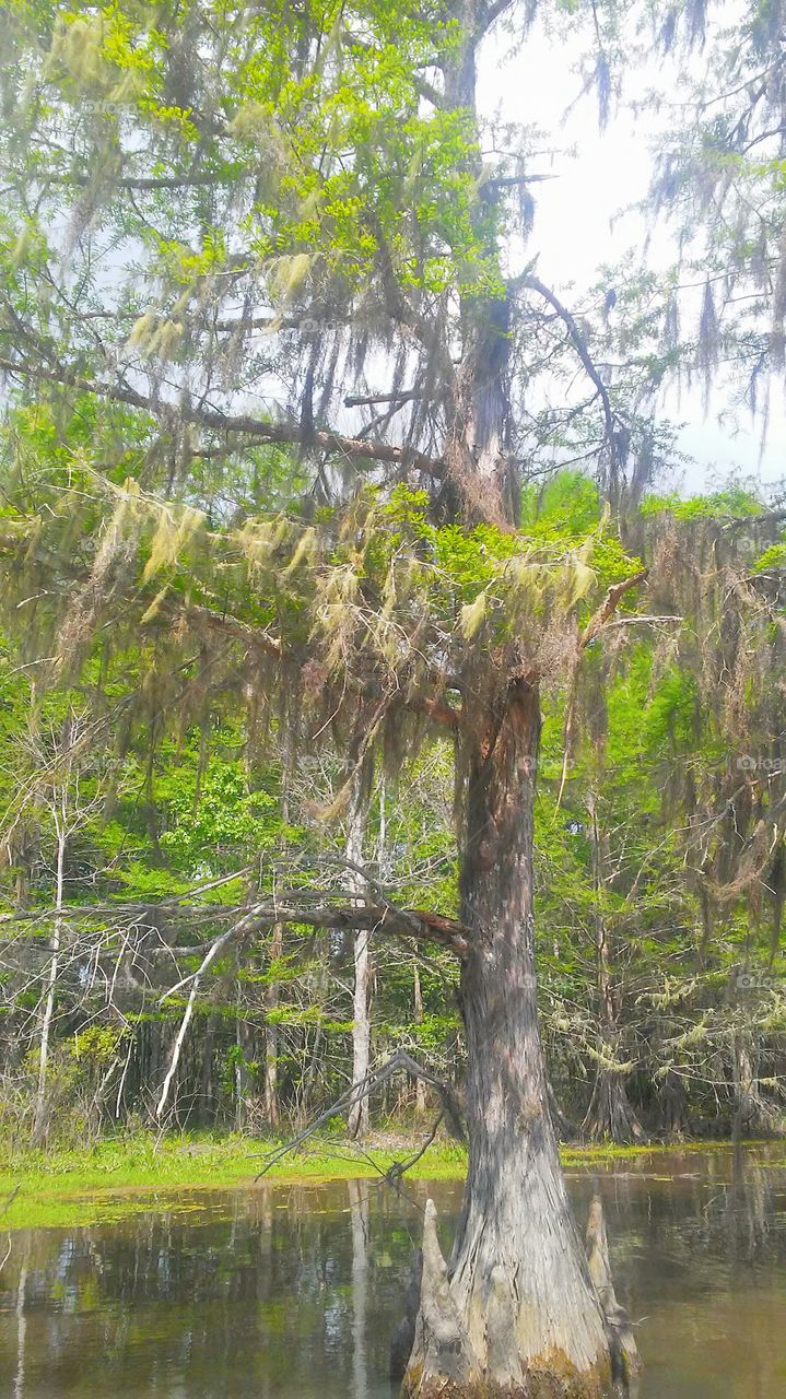 Beautiful bayou trees, cypress.  Lousiana.