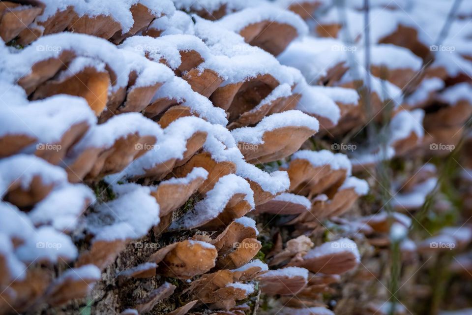 Snow and ice decorate the fungus along the log. 