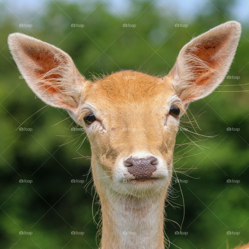 Close-up of a deer head portrait in Belgium
