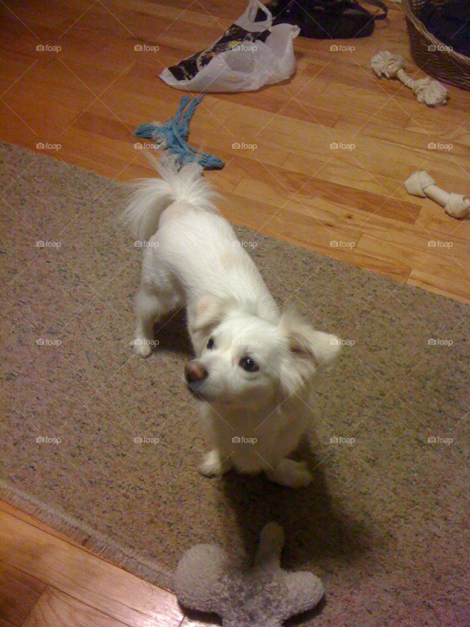 American Eskimo mix dog