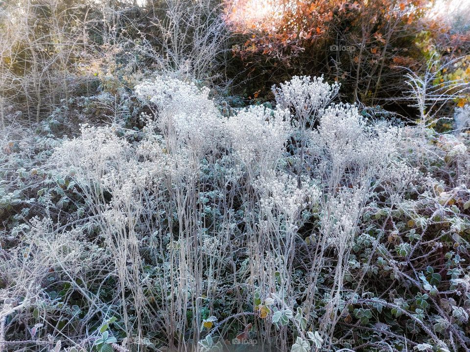 Frost encrusted dried flower and seed heads in the foreground with golden sun and autumn foliage in the background