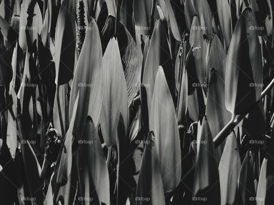 black and white plant life at a duck pond in Sacramento California
