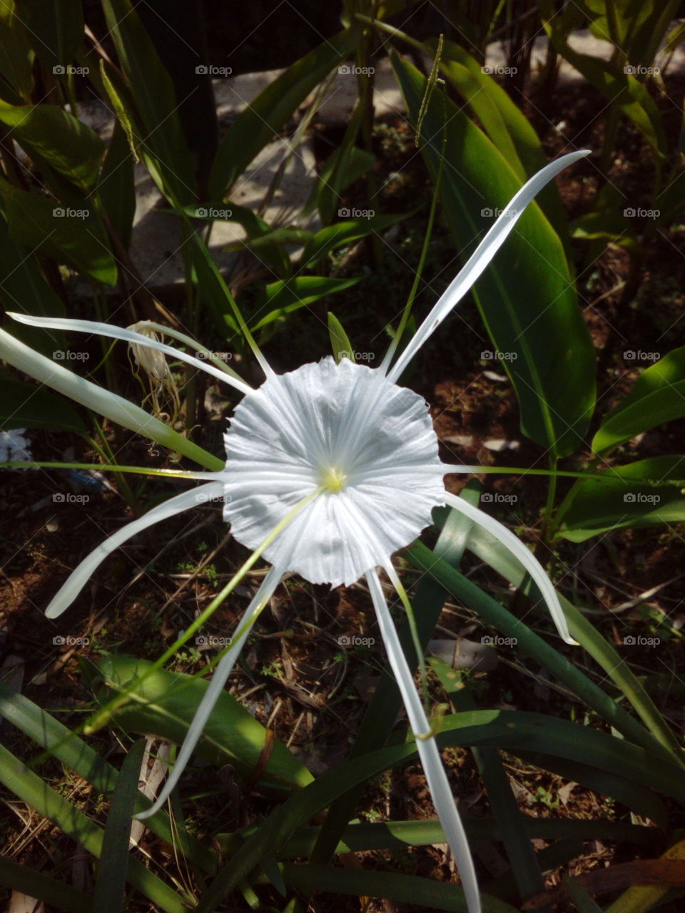 White Tropical Flower