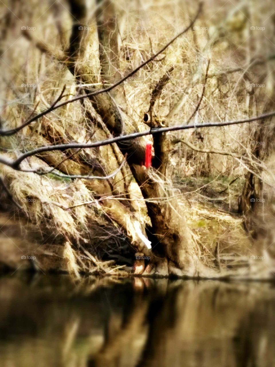 trees over the water with a red fishing lure hooked on it