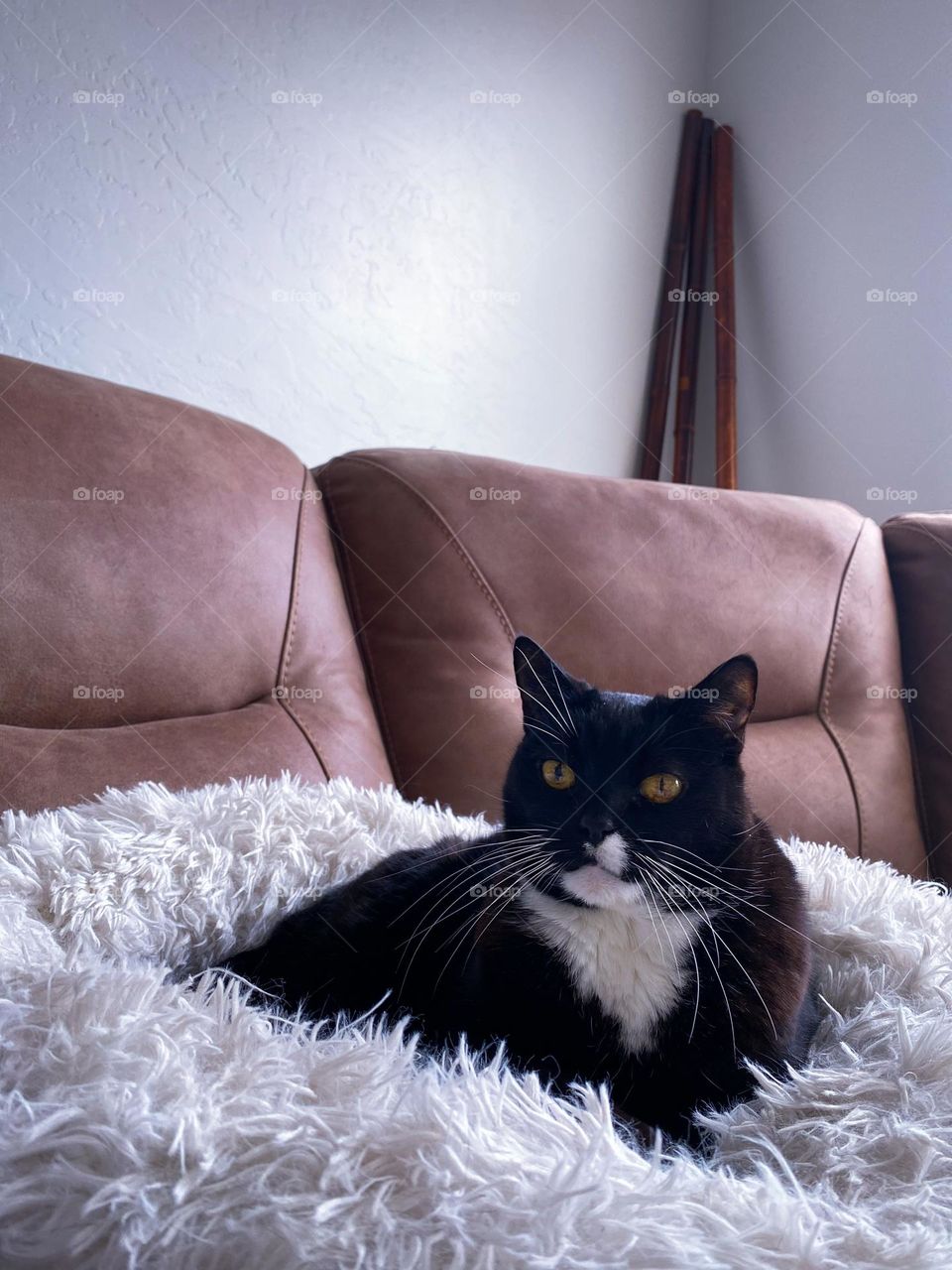 Tuxedo cat lying on a white cat bed 