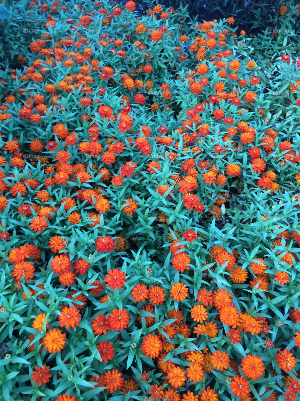 Orange Flowering plants