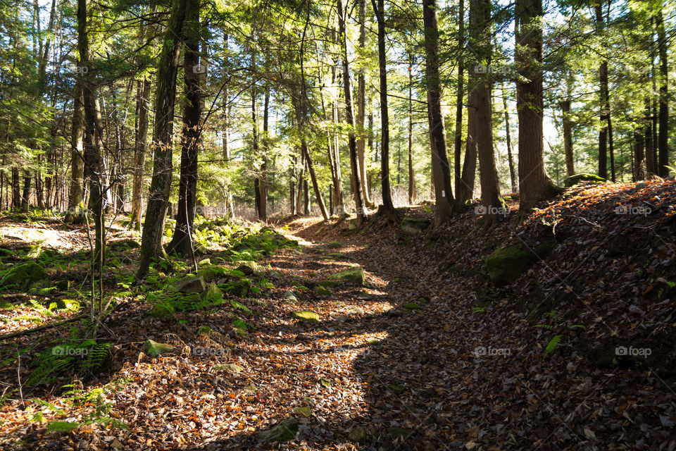 View of hiking trail