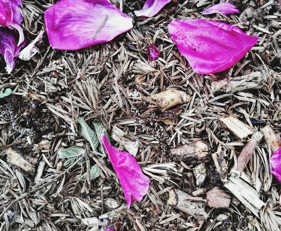 Dry bark and leaves, and on them pink flowers fallen on them