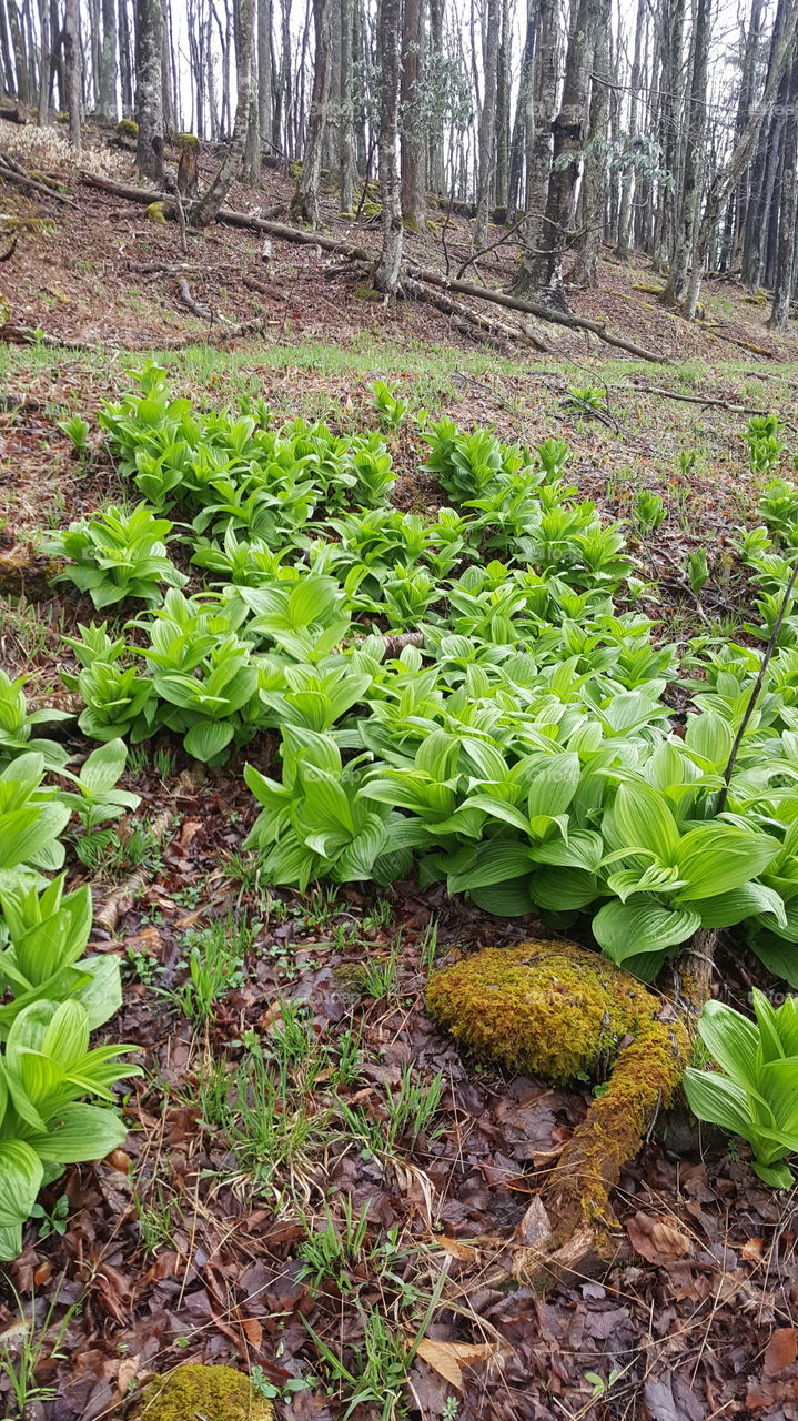 Wild Cabbage in Cannon Valley in the mountains of WV.