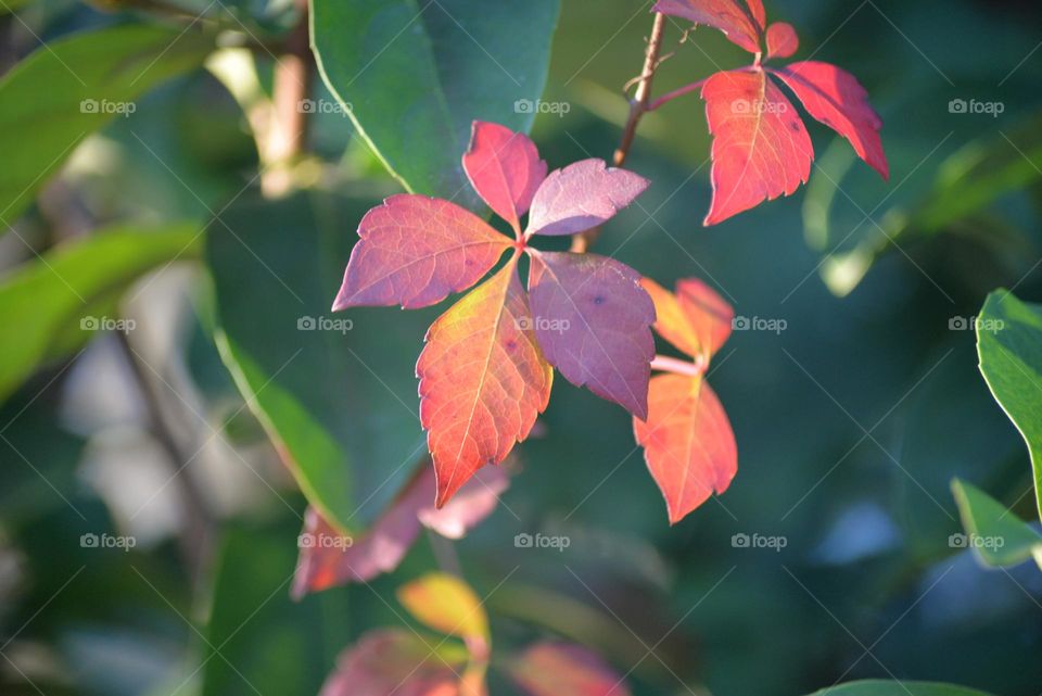 Soft afternoon light shining through red colored vine leafs against a green leaf background 