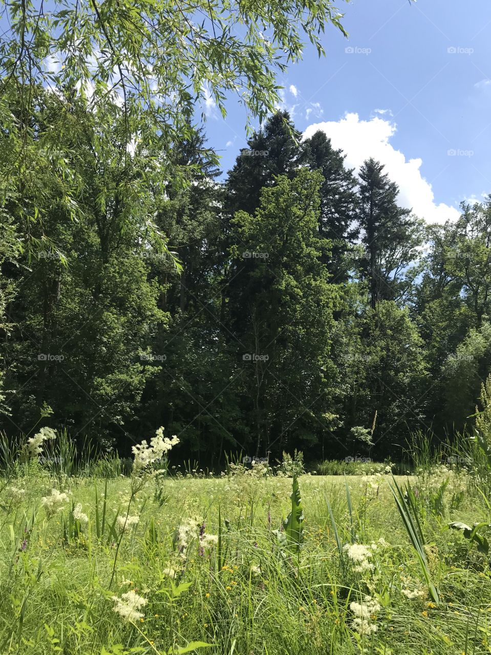 Swiss Forest Trübelbachweiher 