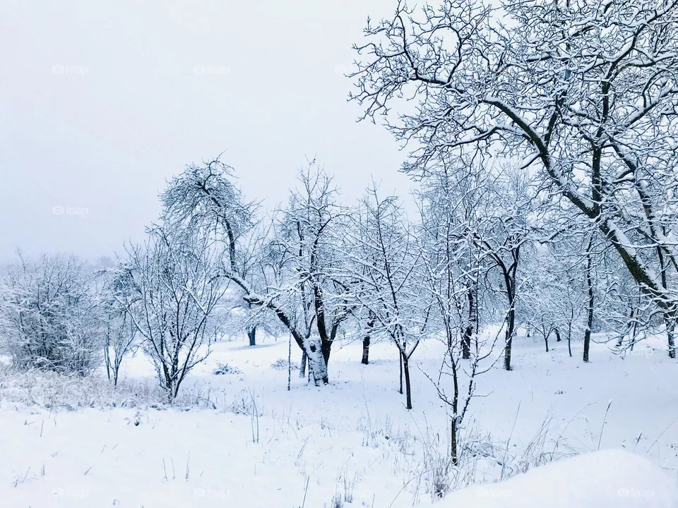 Landscape 