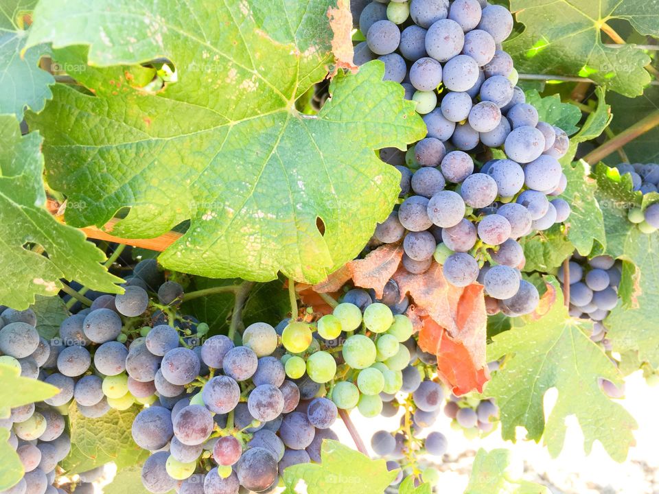 Grapes 