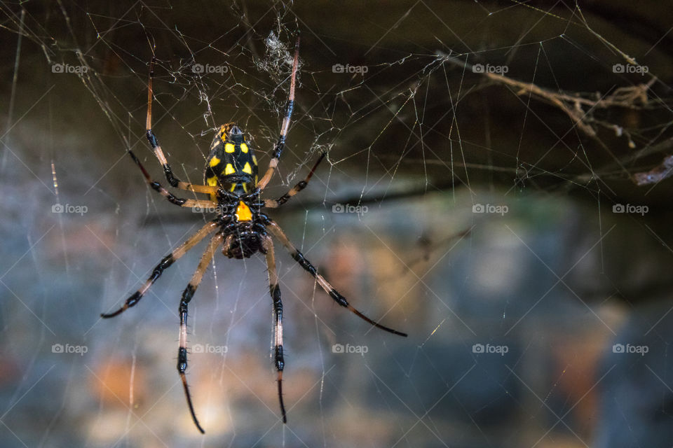 Brown, yellow, black and tan spider sitting on its web