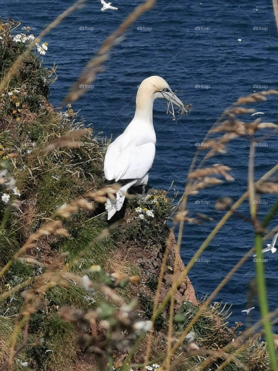 Nesting gannet #2