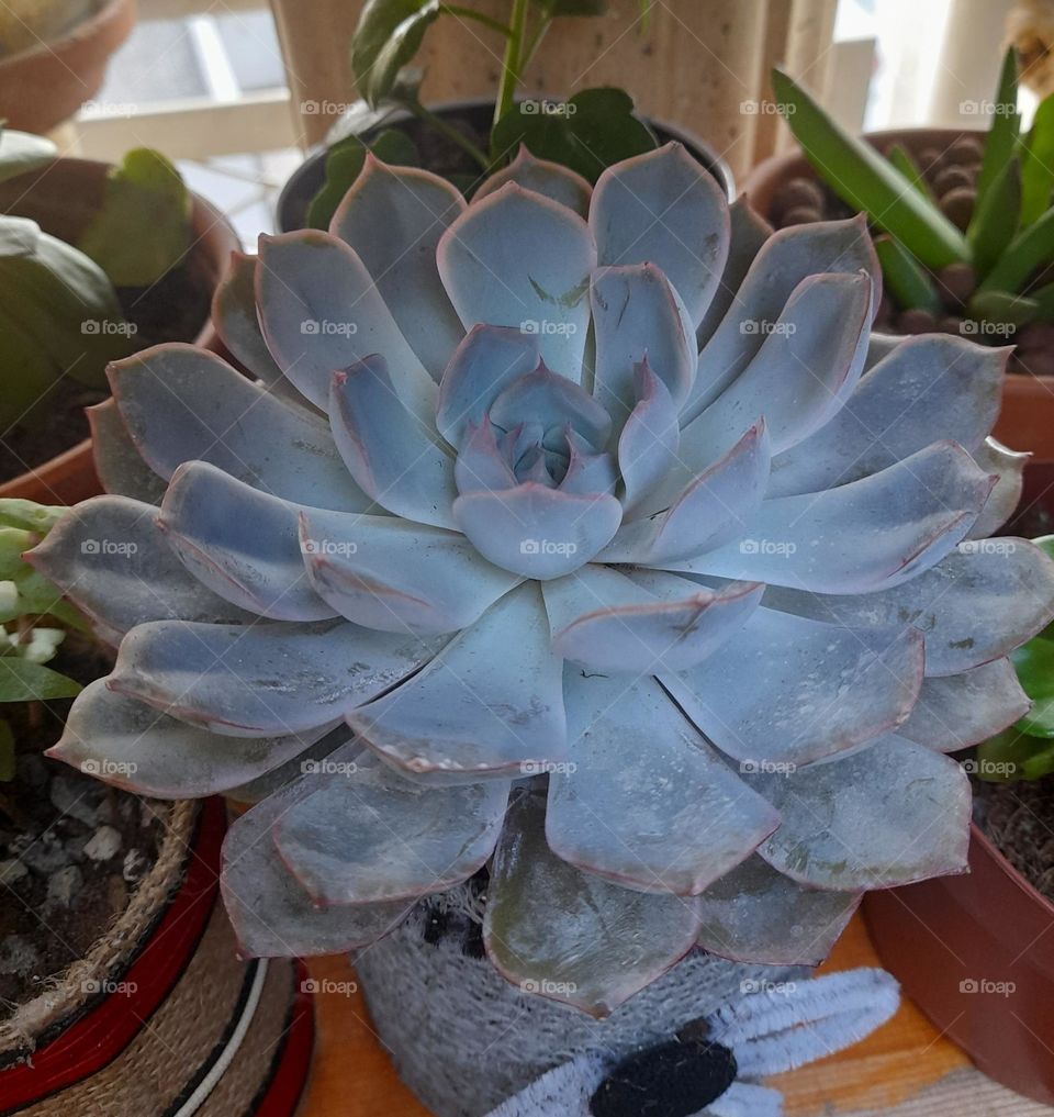 succulent