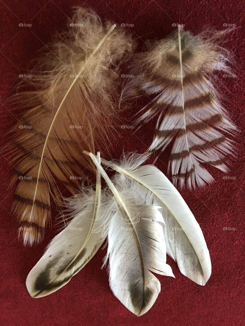 Craft feathers