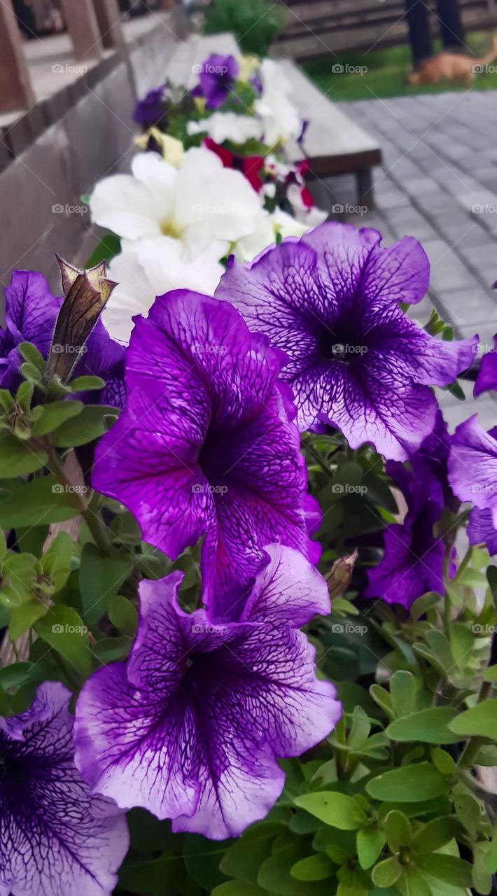 flowers growing near a house)